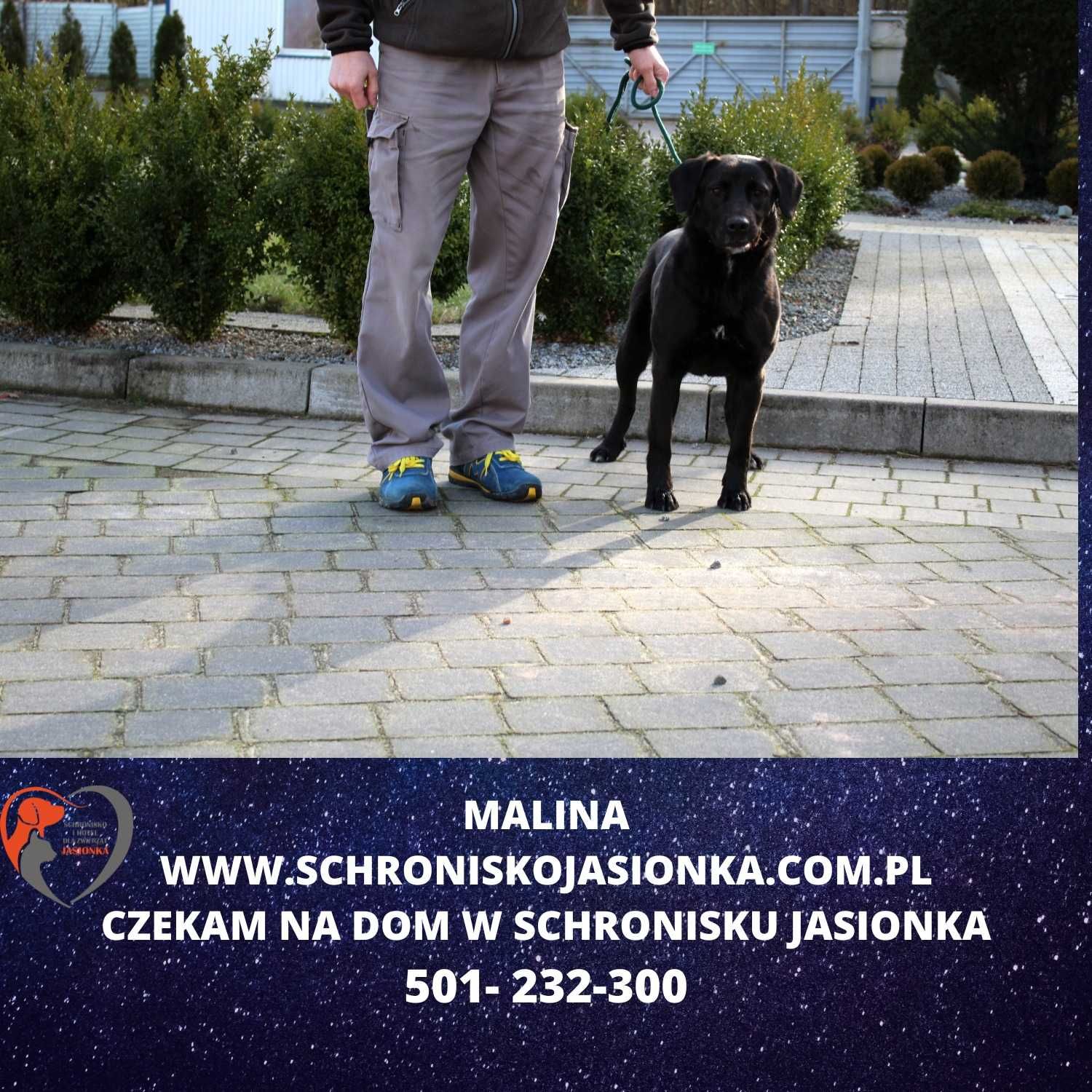 labrador mix  Malina w schronisku jasionka