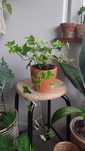 Bluszcz, hedera helix eva