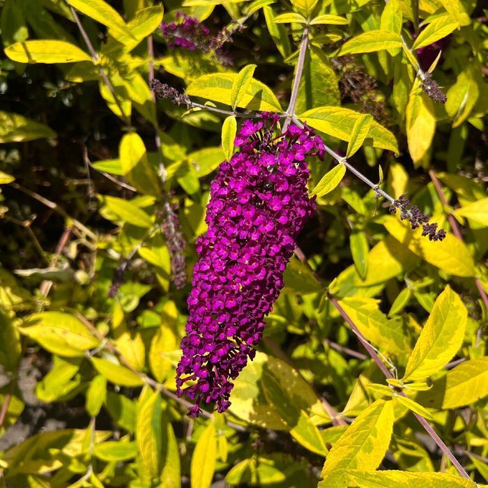 Budleja Dawida 'Santana' (Buddleja davidii) Doniczka 2.0L