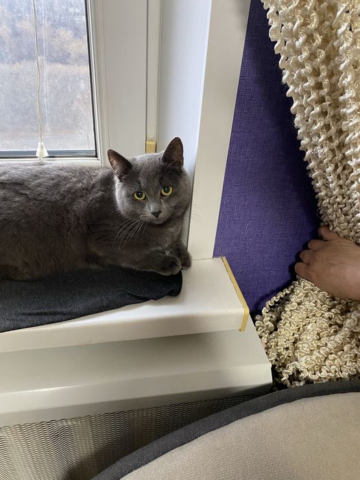 Віддам котенят в добрі руки.