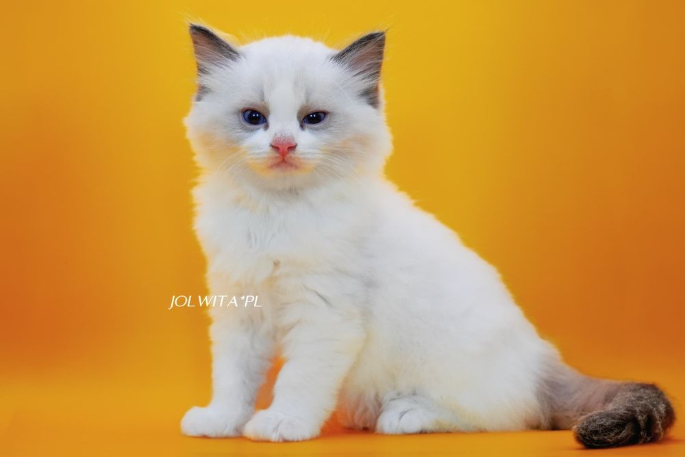 Kocurek ragdoll do rezerwacji