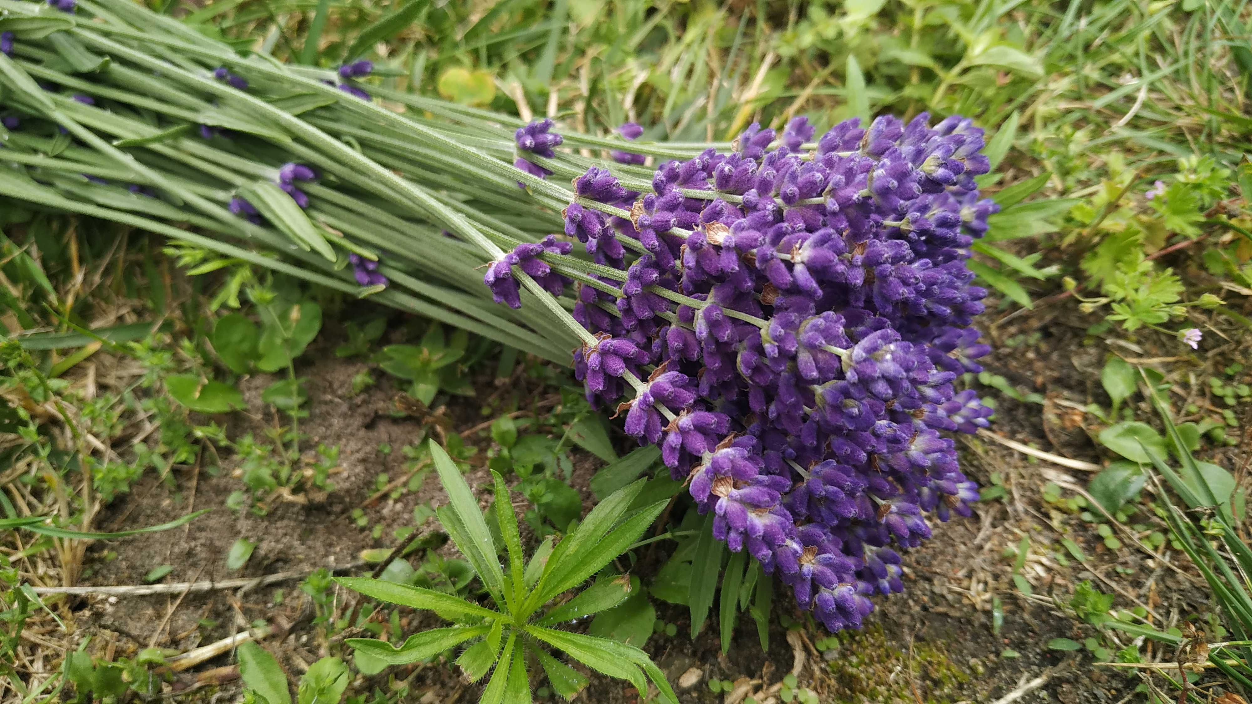 Cięta lawenda Hidcote Blue