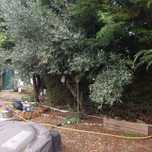 Oliveiras biologicas