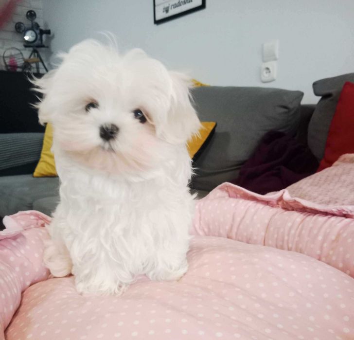 Maltańczyk- wyjątkowa  suczka - FCI