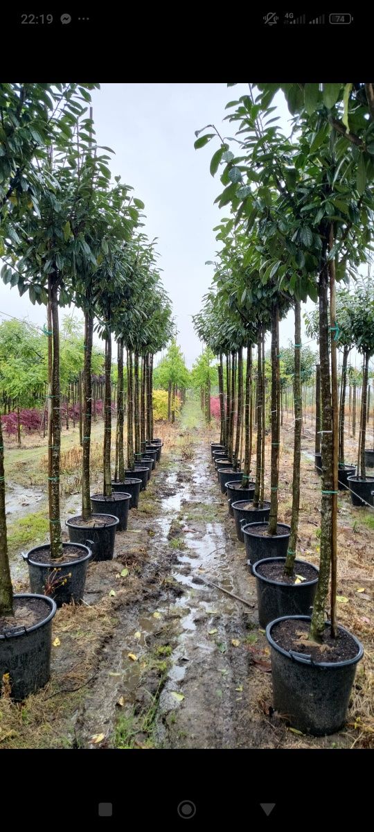 Planta Prunus Laurocerasus Novita 14-16