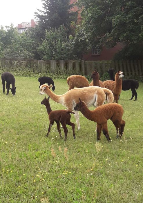 Alpaki , młode samce i samiczki .
