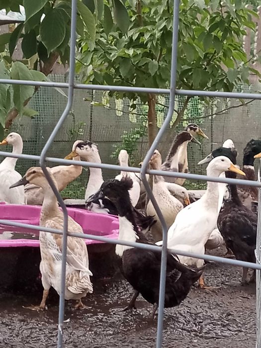 Kaczki staropolskie  z pomponem, biegusy czubate