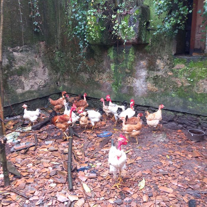 Galos cazeiros de qualidade