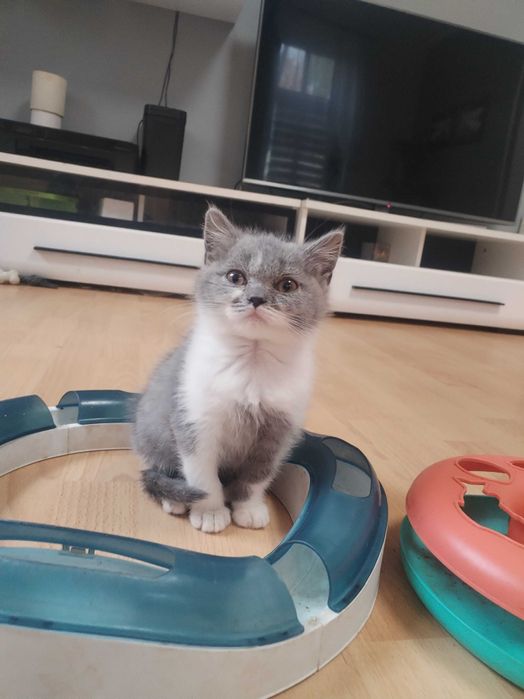 Gotowa do odbioru Śliczna Niebieska Kotka Bicolor