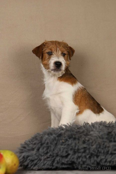 piesek Jack Russell terrier ZKWP/FCI