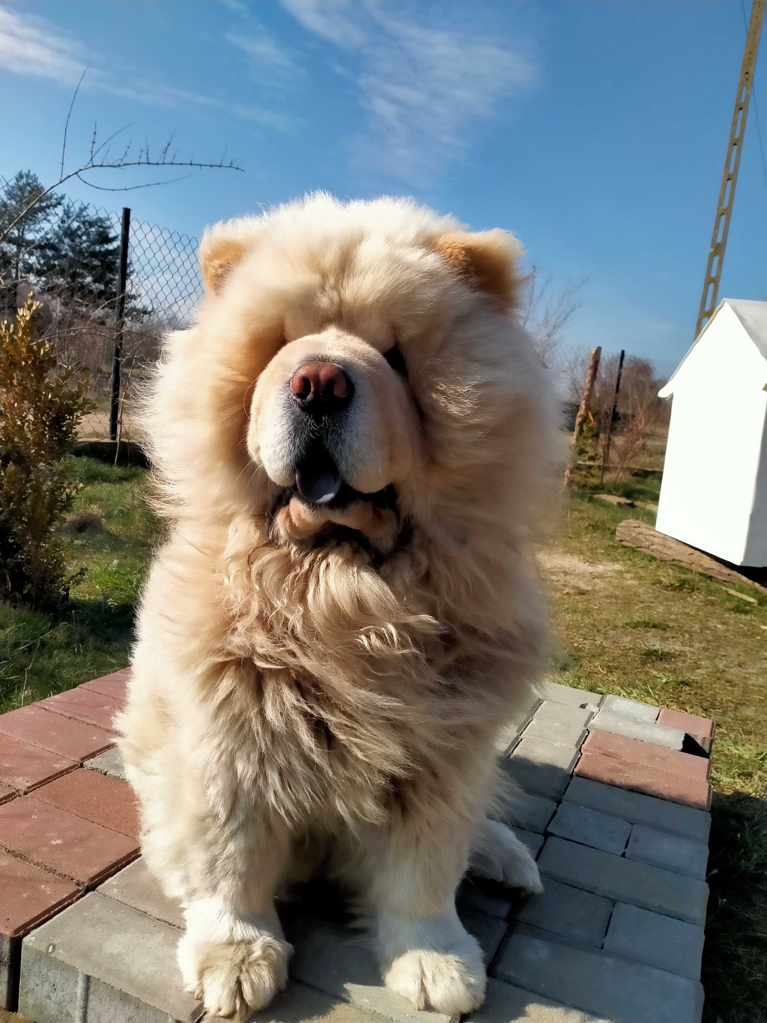 Kremowy pies chow chow Dorosły. Mazowieckie