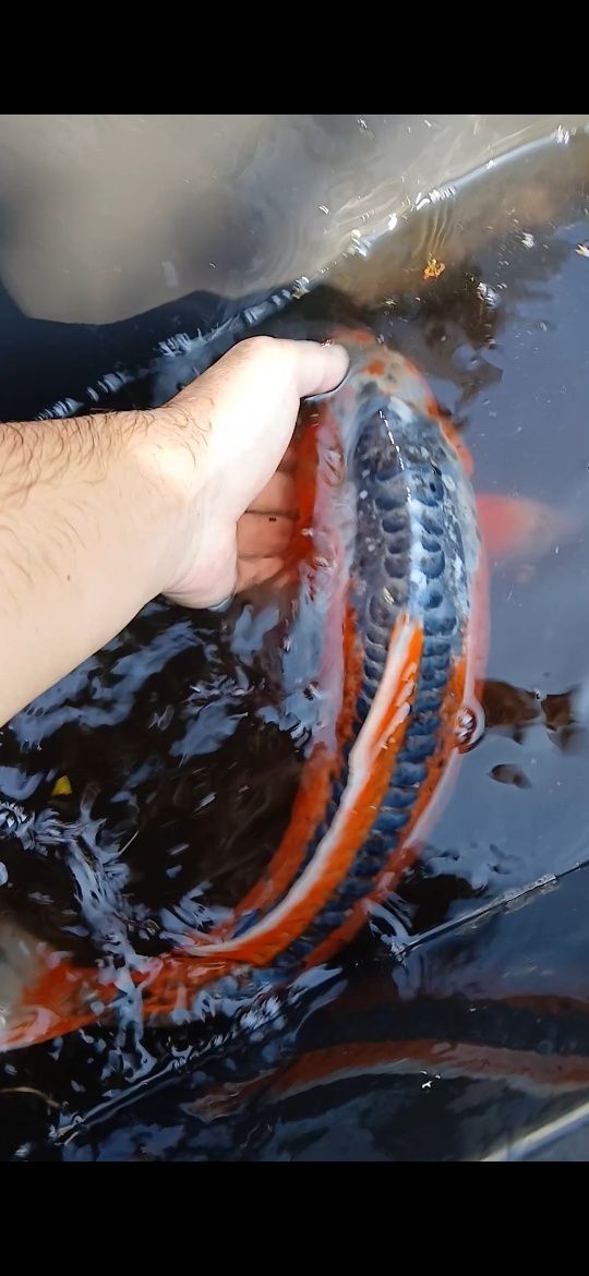 Carpa koi shusui