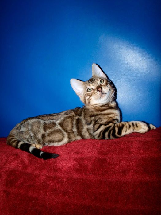 Отличный котенок. Мальчик. Документы. Распродажа.