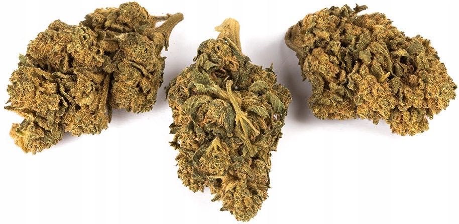 500G Susz konopny CBD Amnesia Haze 0,20% HURT Producent FV