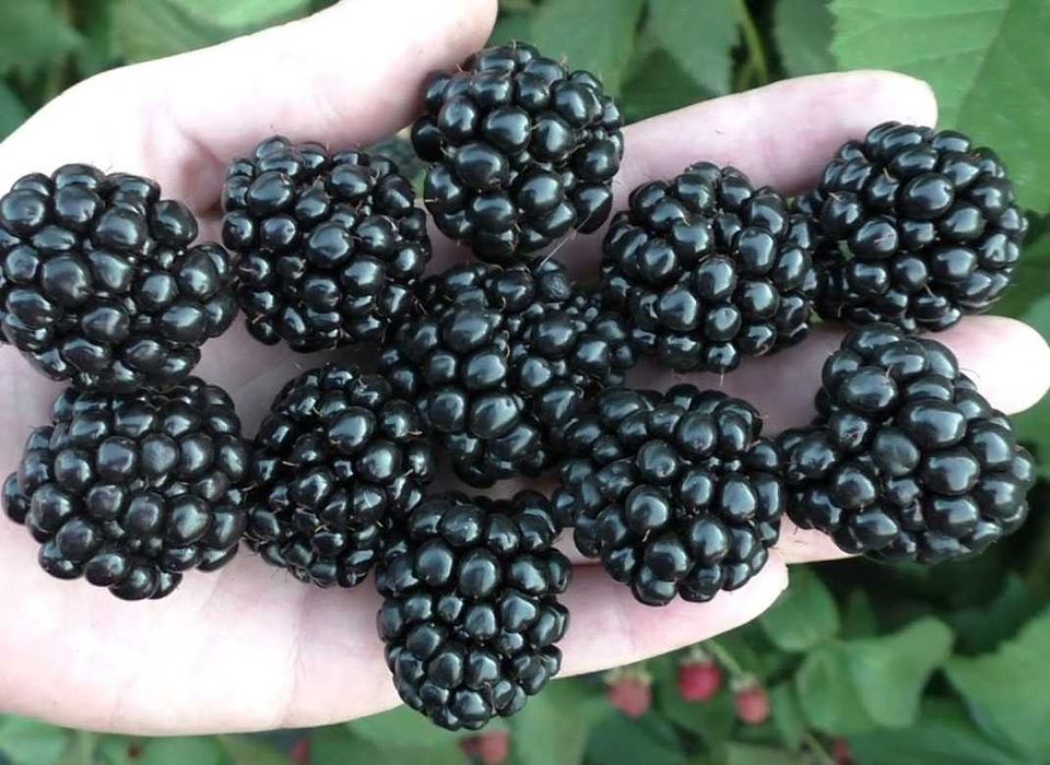 Саджанці ожини однорічні та дворічні