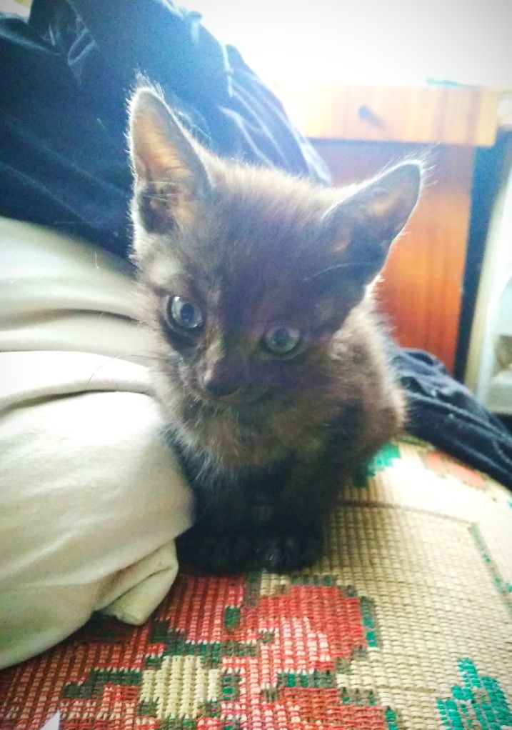 Подарую гарненьких кошенят