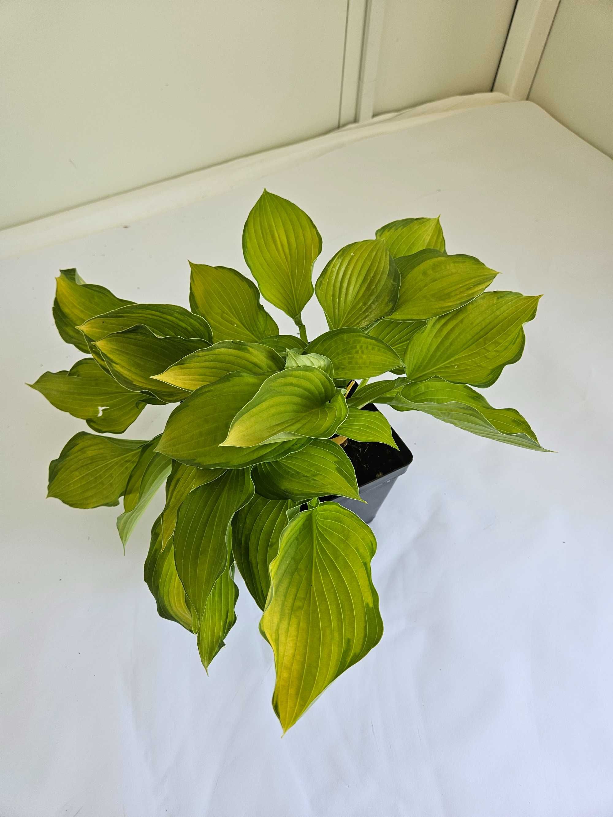 Funkia falista (Hosta undulata)