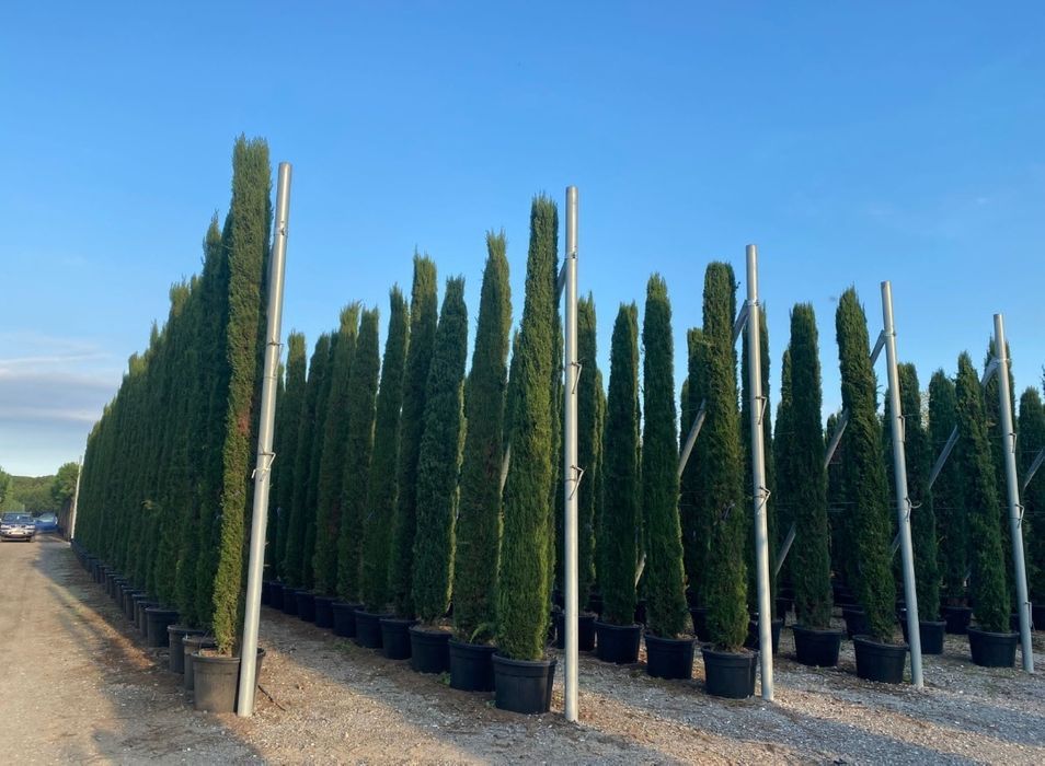 Cupressus Totem 100CM-150CM-200CM- 300CM-400CM