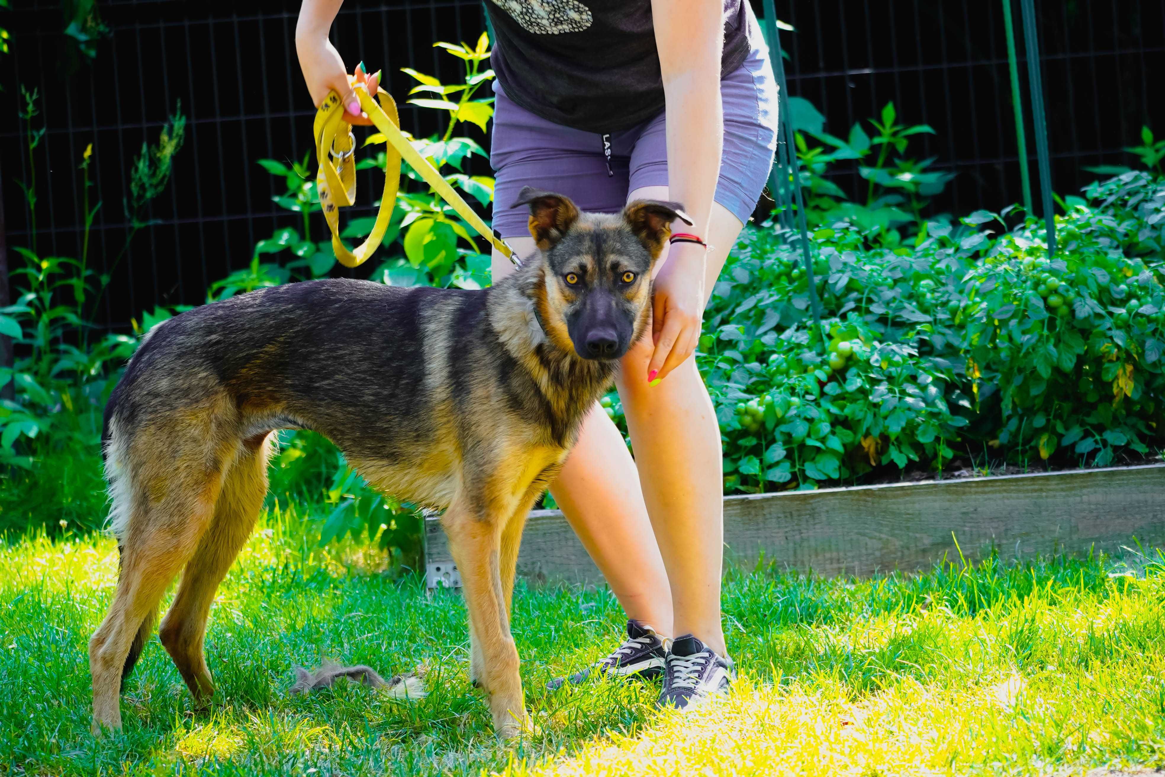 Dakota - mega fajna młoda sunia do adopcji