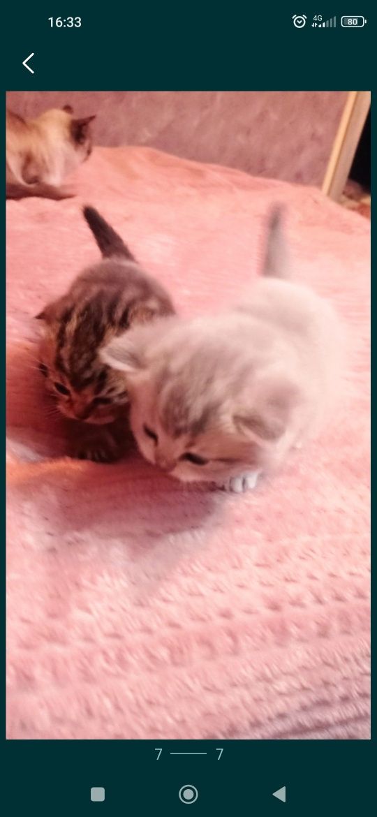 Шотландські кошенята