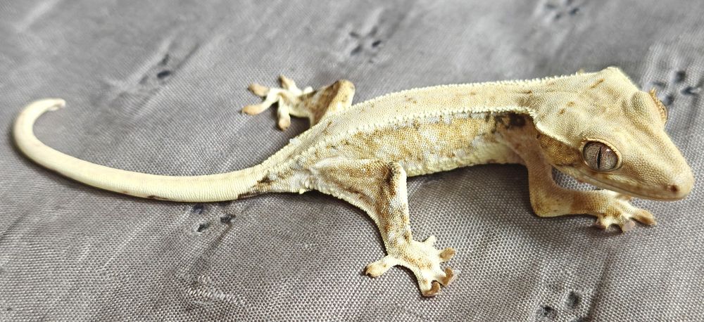 REZERWACJA Gekon orzęsiony Lilly white samczyk 10g hodowlany