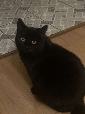 Czarna młoda kotka do adopcji, wykastrowana