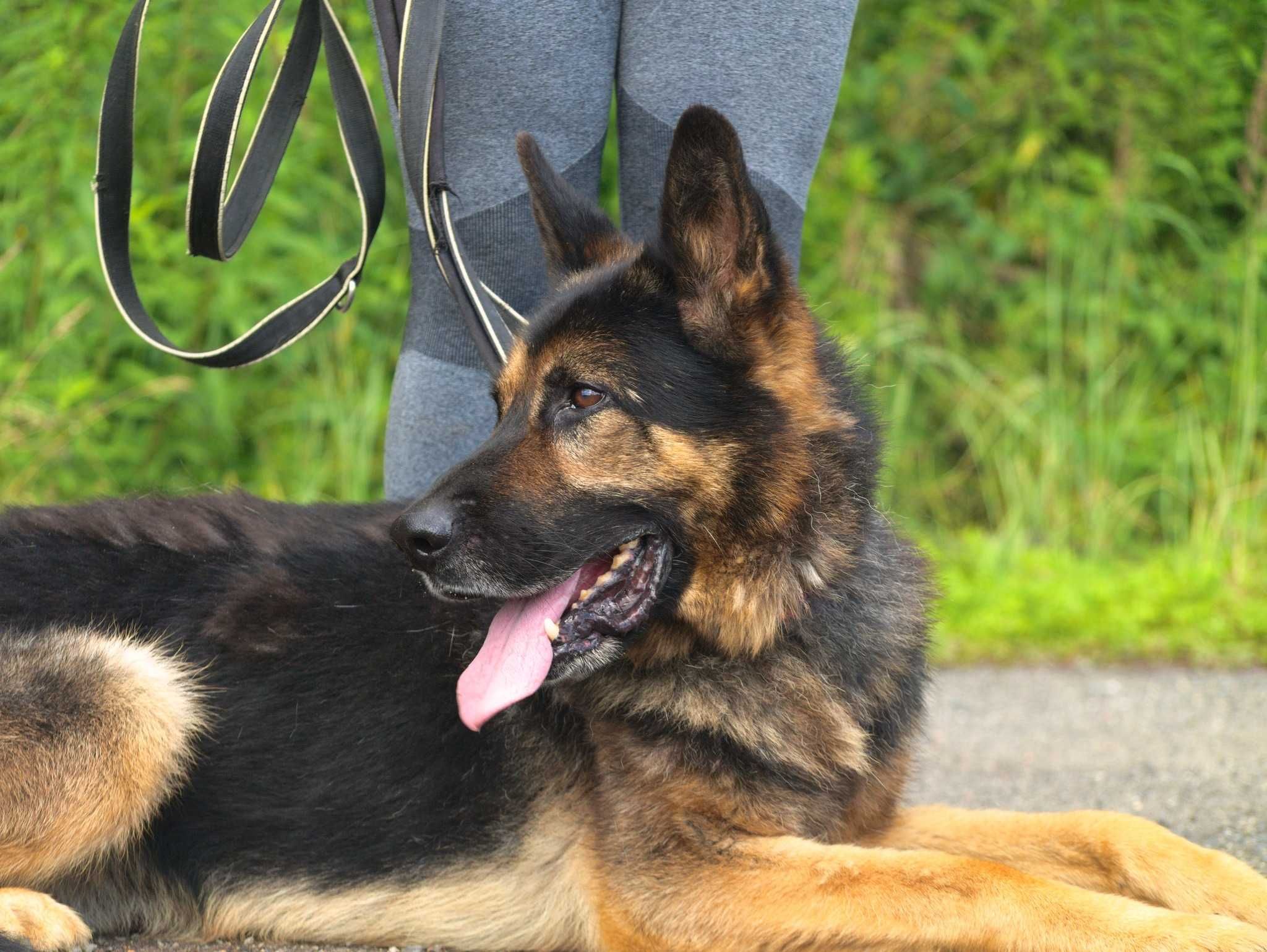 Hades - uroczy psiak, którego nikt nie dostrzega - do adopcji.