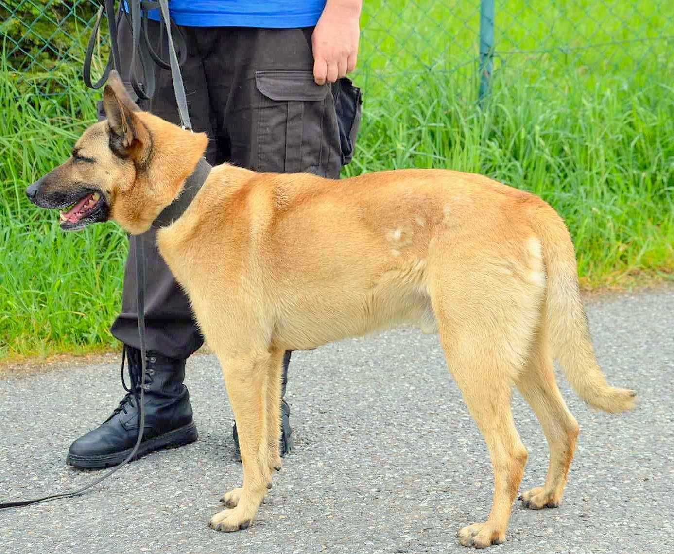 Norton w typie belga szuka DOŚWIADCZONEGO domu !