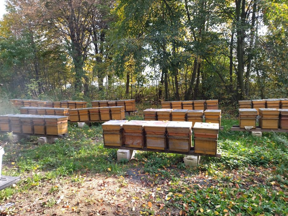 Miód lipowy na przeziębienia 950gram