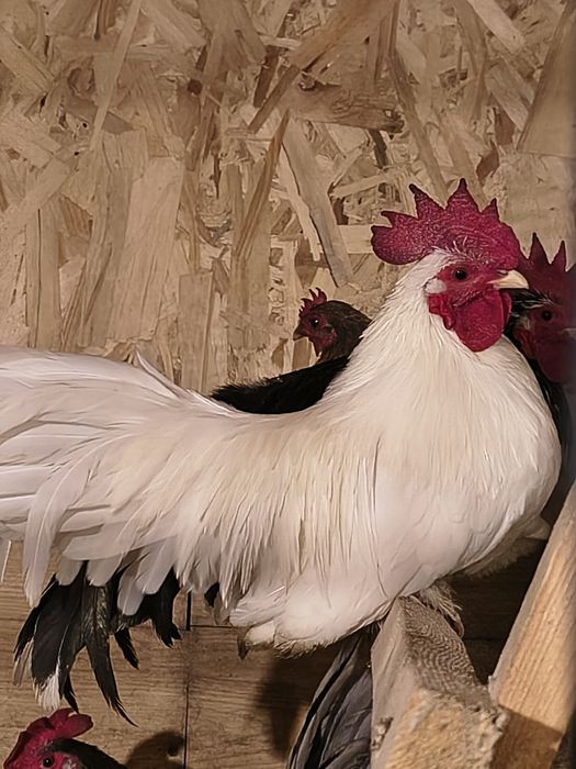 Sprzedam chabo z2025