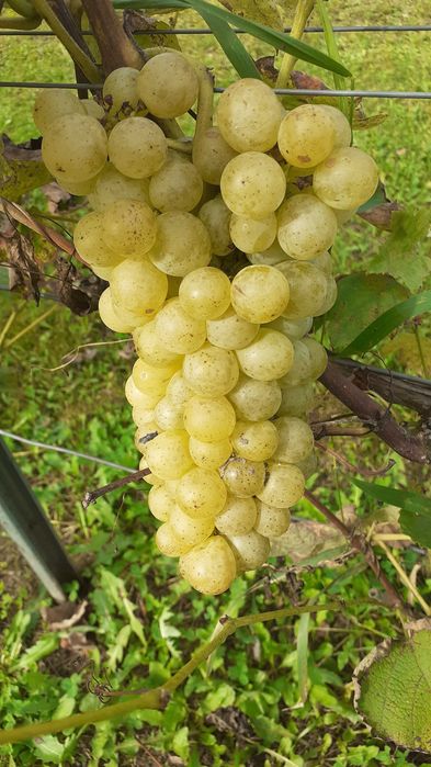 Sadzonki winorośli na wino- winnice oraz deserowe wielkoowocowe