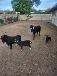 Kozy miniaturki i koza anglonubijska