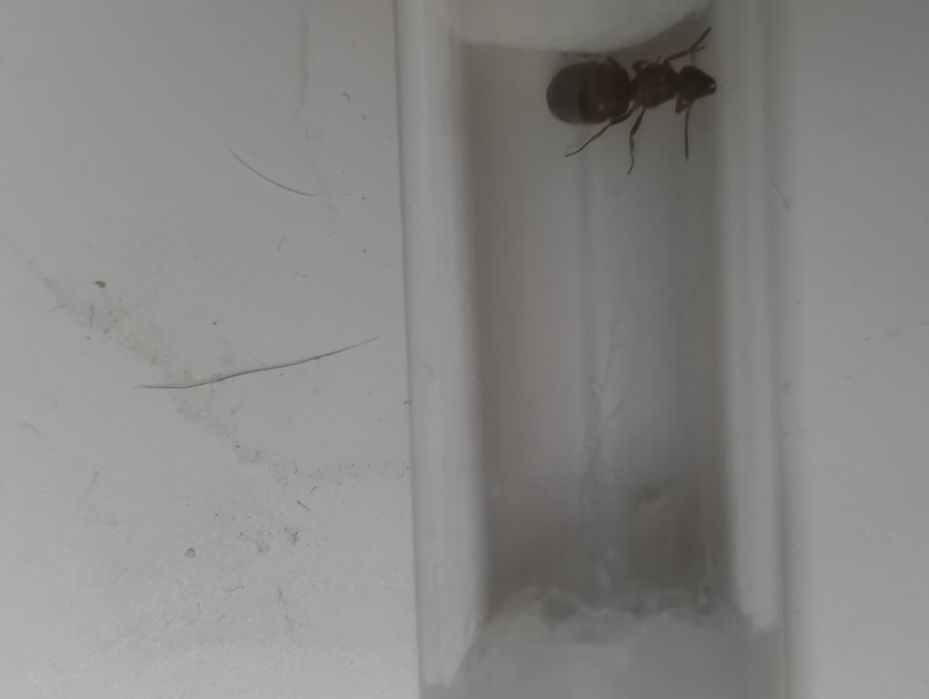 lasius emarginatus samotna q + potomstwo