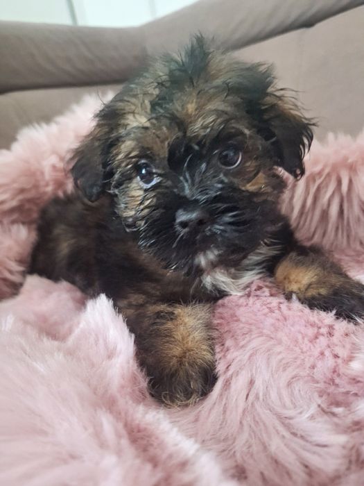 Cukiereczek unikatowy maluszek shih tzu  najmniejszy z miotu