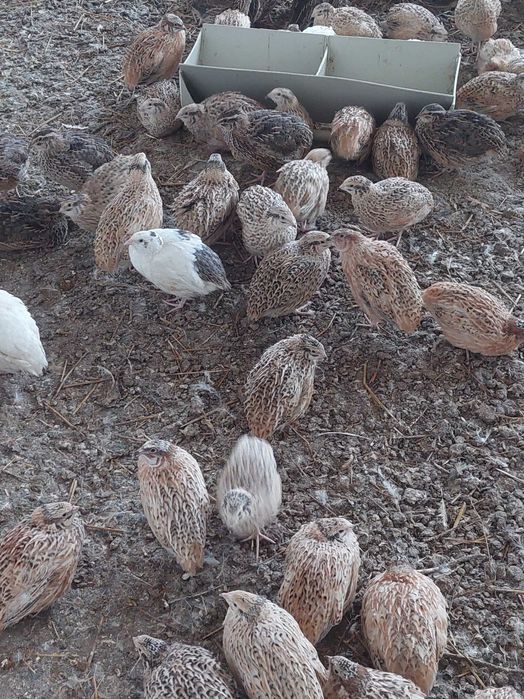 перепела молода птиця.