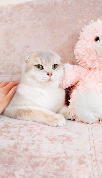 Висловухий хлопчик красунчик шиншилка