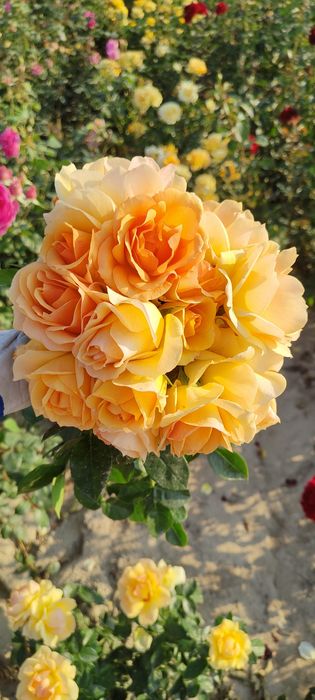 Róża z gołym korzeniem, wiele kolorów oferta na JESIEŃ 2025