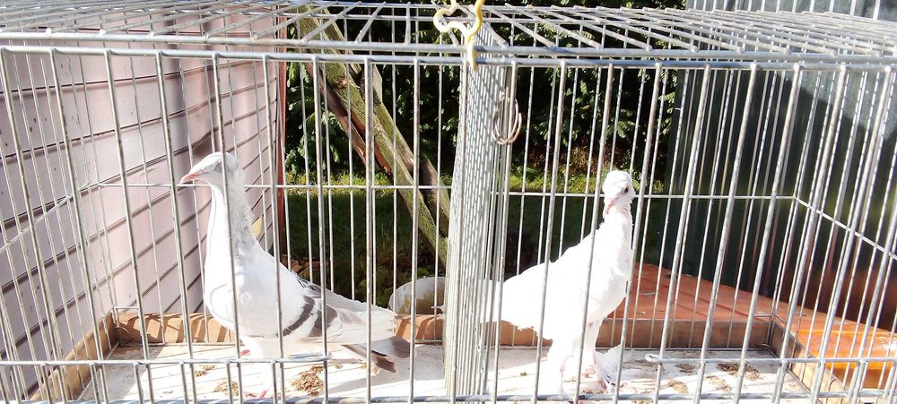 Blaowindry koroniate, żałobna perłowa koroniata, bocianka niemiecka