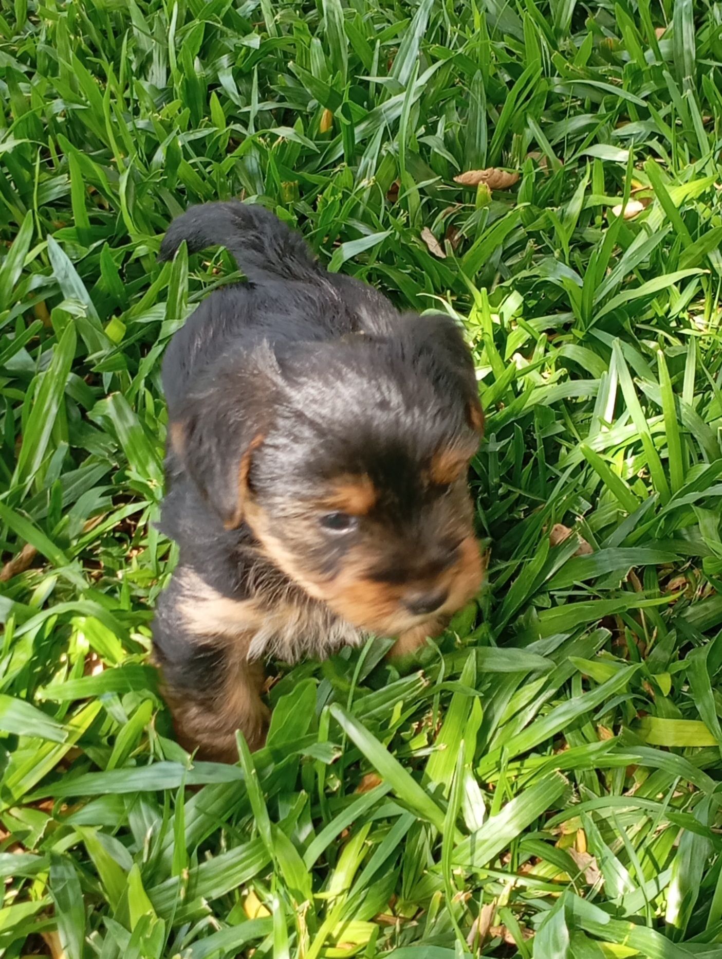 Macho Yorkshire Terrier