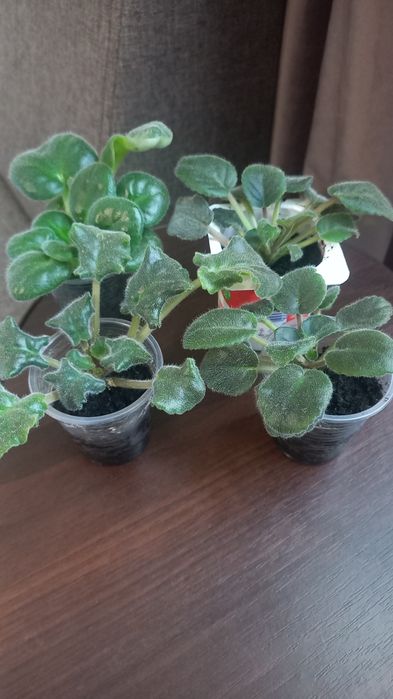 Кактуси, алоє (столітник), фіалки