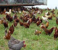 інкубаційні яйця курей несучок опт та роздріб