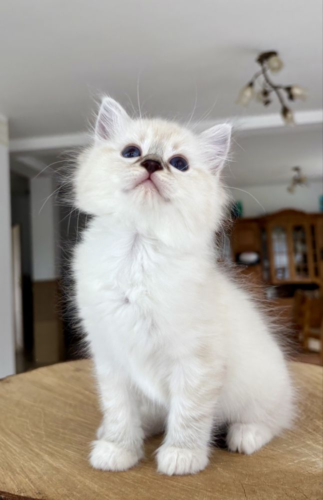 Ragdoll FPL kotka RAG n 04 21 z uprawnieniami hodowlanymi