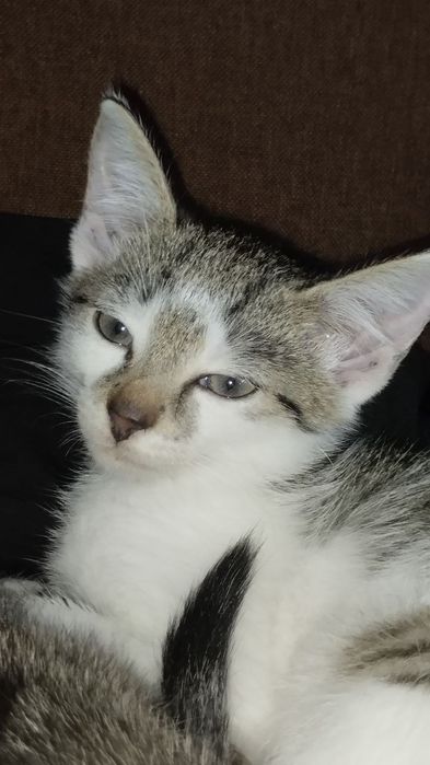 Odam za darmo kotków w dobre rence