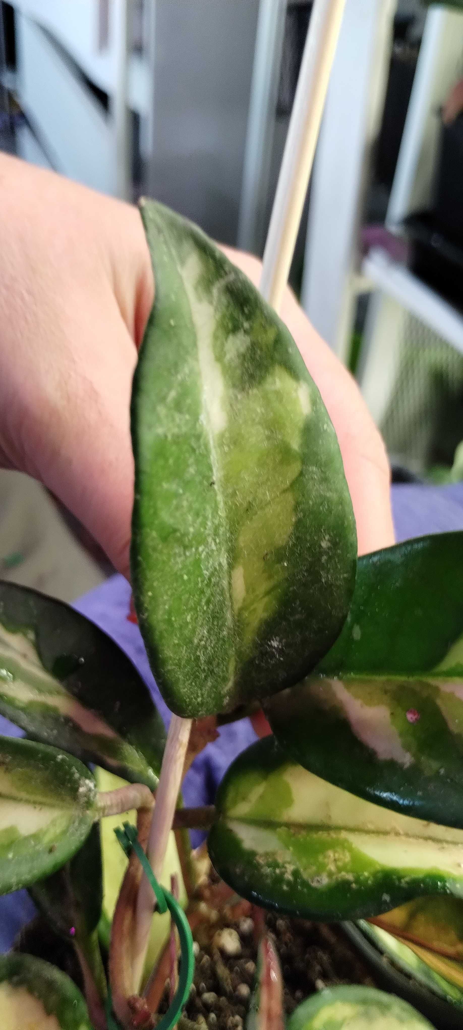 hoya tricolor-ciety pęd