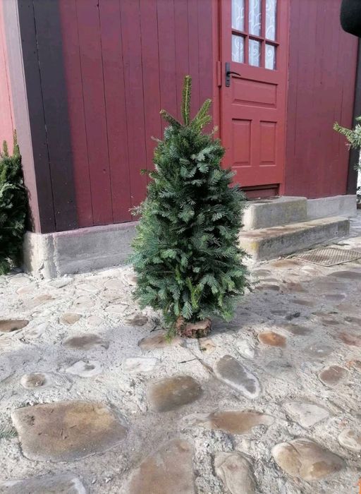 Плетена ялинка ,з живих гілочок