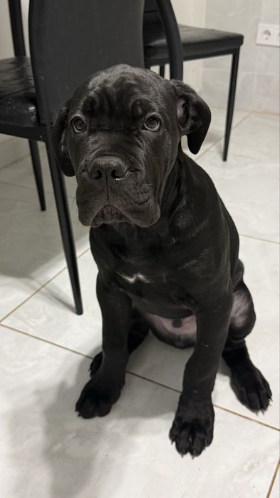 Чудовий Кане Корсо