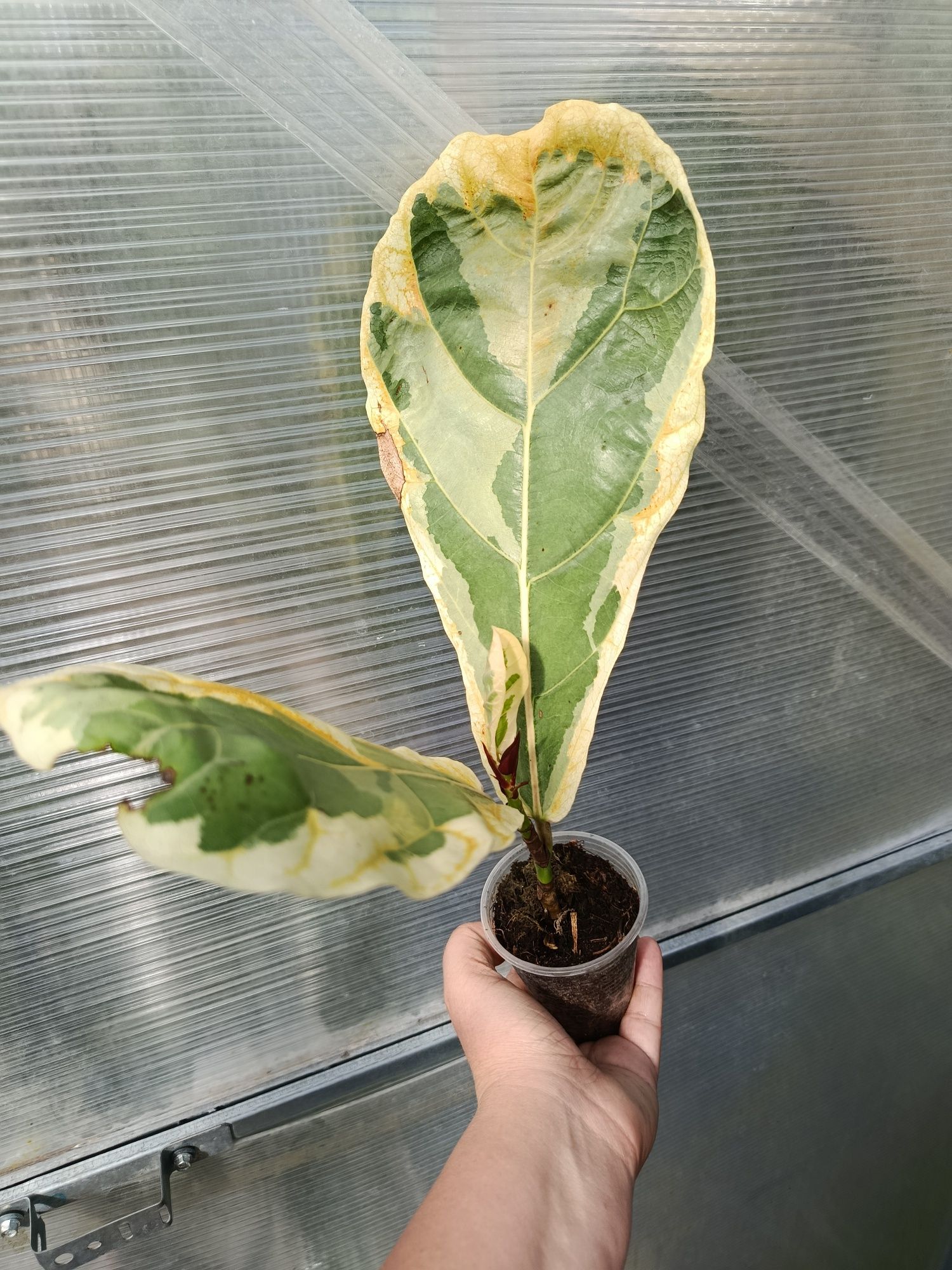 Фікус ficus lyrata variegata