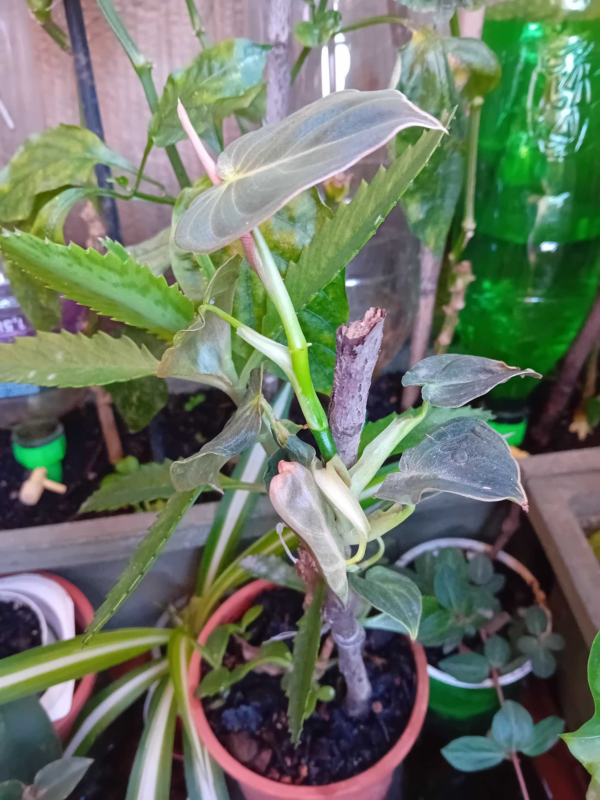 Horticulas Com Vaso