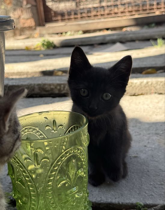 Котята в хорошие руки