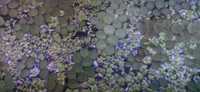 Limnobium rozłogowe rośliny pływające akwarium krewetkarium duża porcj